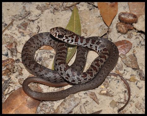 Southern Black Racer | Florida Backyard Snakes