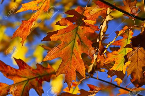 Stock Photo - Autumn oak leaves of bright fall colors close up | Oak ...