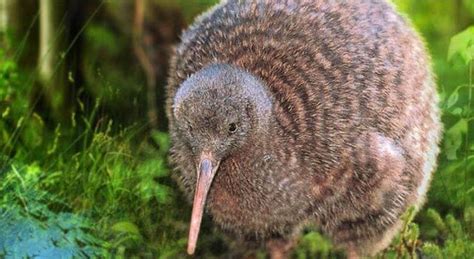 Kiwis Facts, Flightless Bird Habitat, Diet, Information with Pictures