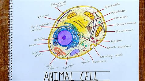 Animalia Cell Diagram