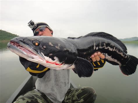 Thailand Giant Snakehead (Toman) And Wild Fishing.: 8KG Massive MAMA ...