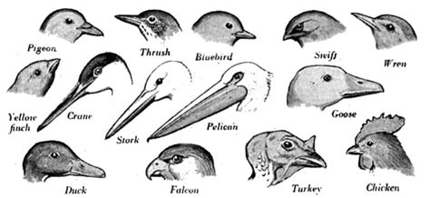 Birds Characteristics