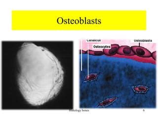 histology bones.pdf