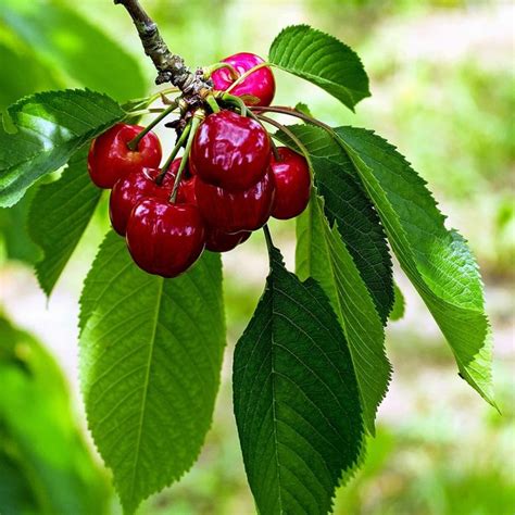 Montmorency Cherry - Food Forest Nursery