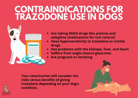 Trazodone For Dogs: Uses, Benefits, And Precautions For Dog Behavior ...