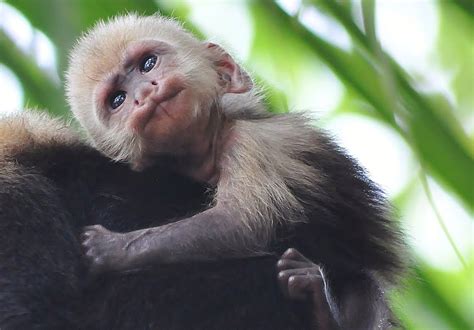 White faced capuchin monkey-infant | Capuchin monkey, Monkey habitat ...