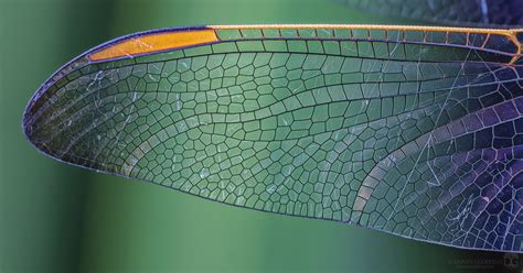 🔥 The intricate patterns on this dragonfly wing 🔥 : NatureIsFuckingLit