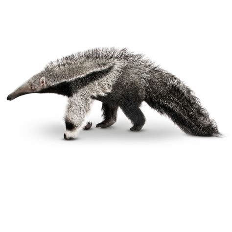 Giant Anteater Facts | Giant Anteater Habitat | DK Find Out