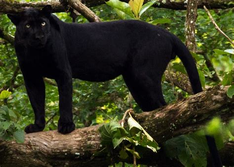 Black Panther Animal Information - All You Need To Know!!