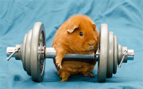 humor, Animals, Dumbbells, Gyms, Working Out, Guinea Pigs Wallpapers HD ...