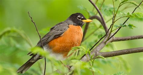 What is the State Bird of Michigan? (And Why?) | Birdfact