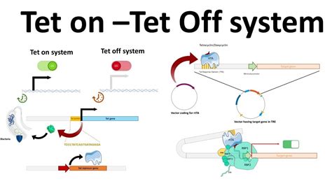 Tet on -Tet off system - YouTube