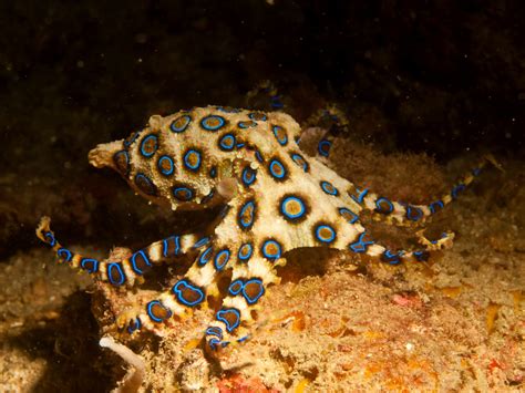 Blue-ringed Octopus Wallpapers - Wallpaper Cave