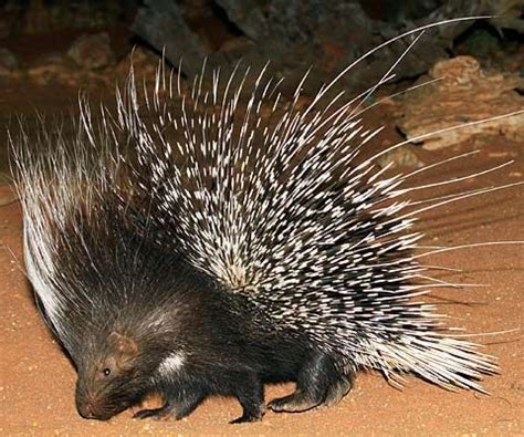 The Cape Porcupine carries an armoury of quills on its back that are ...