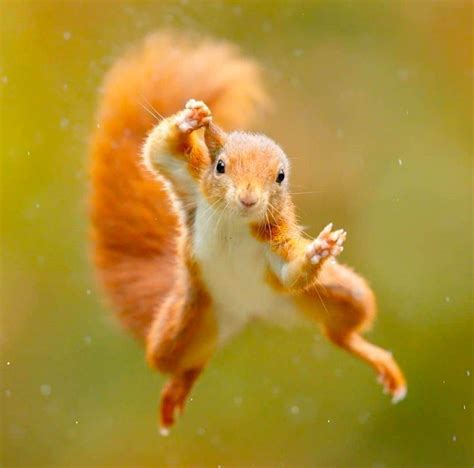 PsBattle: Jumping Squirrel : r/photoshopbattles