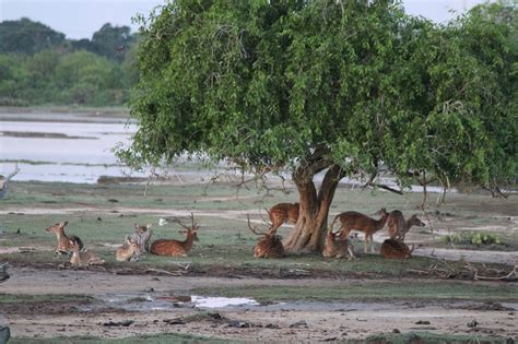 Safaris at Yala National Park, Sri Lanka | The Adventure Travel Site