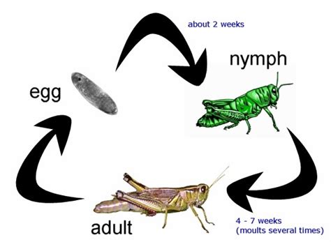 Life Cycle of A Grasshopper/Cricket