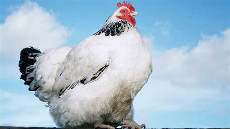 Are my chickens too fat? This could be a problem - Dine-A-Chook