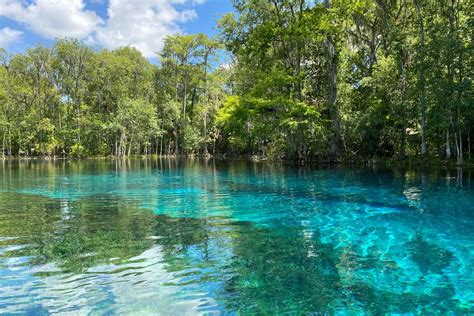 3 Best Spots To See Wild Monkeys In Florida