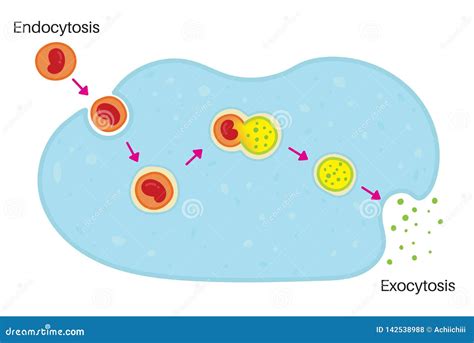 Endocytosis and Exocytosis stock vector. Illustration of mechanism ...