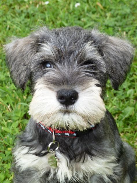 Cute Miniature Schnauzer dog photo and wallpaper. Beautiful Cute ...