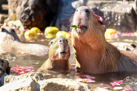 Capybara Onsen and Petting Zoo in Japan's Izu Shaboten Zoo!