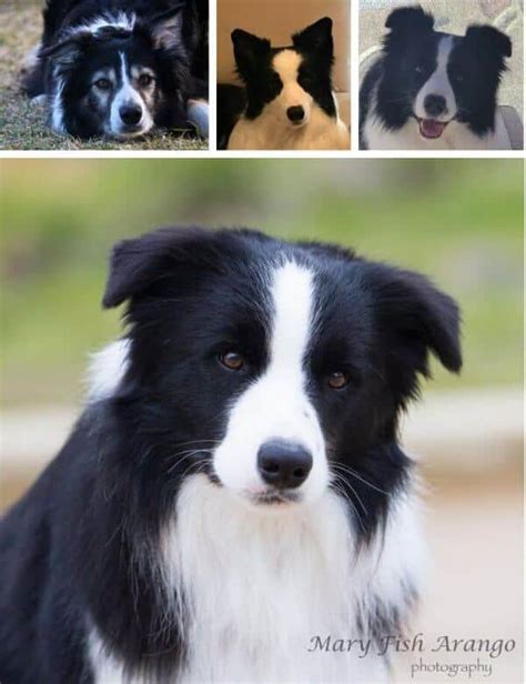 Border Collie Appearance: Coat, Colors & Ears - Showsight