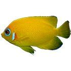 Fish Store: Buy Live Pet Aquarium Fish Online | Petco