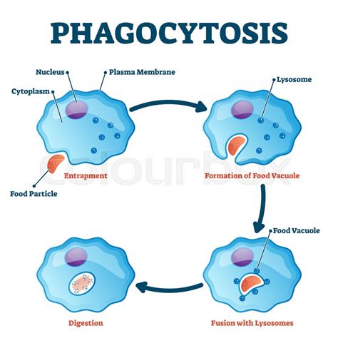 Phagocytosis vector illustration. ... | Stock vector | Colourbox