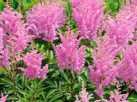 Small Flowering Shrubs For Shade Zone 5 at Shaun Palmer blog