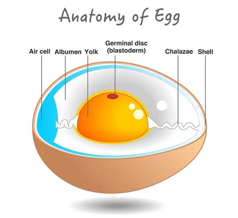 How Do Chickens Make Eggs? Egg Laying Explained | Chickens And More