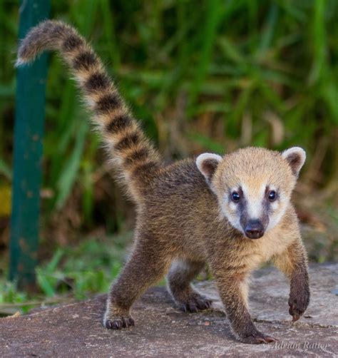 Baby Coati Actually had one as a pet growing up - crazy cute and into ...