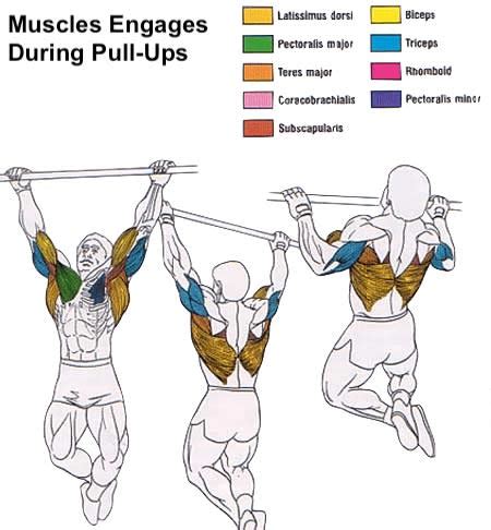 Muscles Worked in Pull Ups and Chin Ups