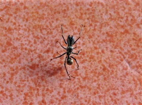 The amazing spider-ant! - Asia Travel Log