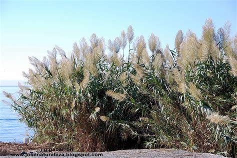 Naturaleza Viva: Arundo donax L. Fam: Poaceae