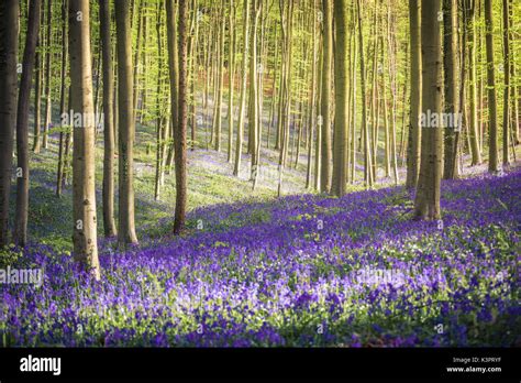 Bluebells into the Halle Forest, Halle, Bruxelles, Flandres, Belgium ...