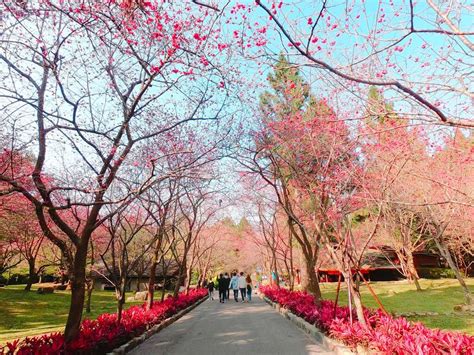 Sun Moon Lake Cherry Blossom Festival | Sun Moon Lake National Scenic Area