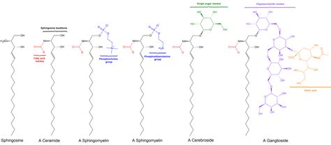 Cerebroside - Wikipedia