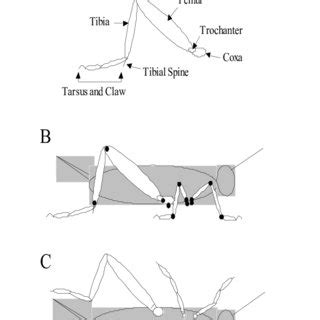 (PDF) Biomechanics and simulation of cricket for microrobot design