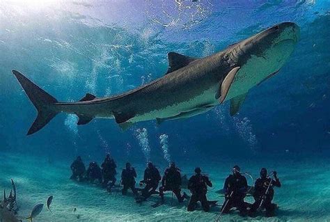 10 Consejos para Bucear o Nadar con Tiburones - Top Buceo