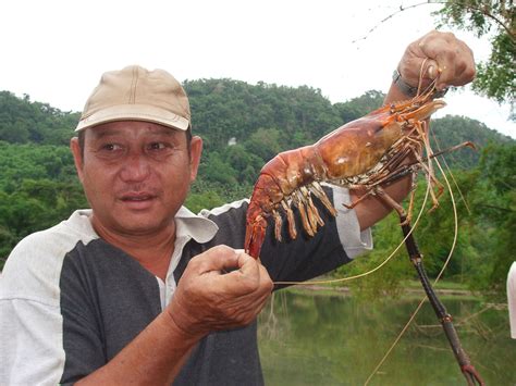 Freshwater prawn, a sustainable alternative to tiger shrimp? - SEAFDEC/AQD