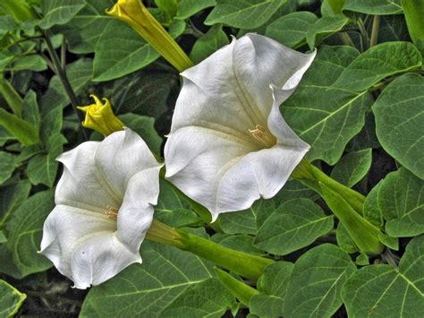 Flower Homes: Datura Flowers