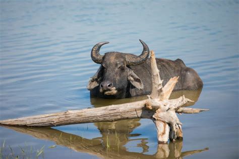 Water Buffalo Facts: Discover An Important Asian Domestic Animal