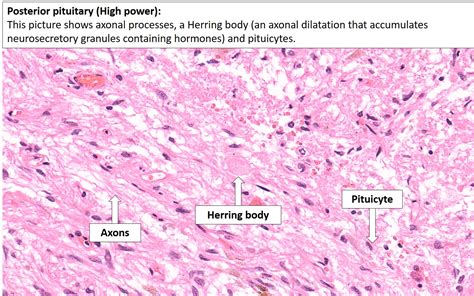 Posterior Pituitary Gland Histology