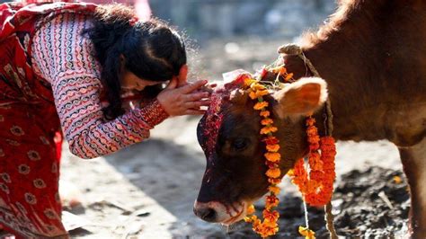 The cow is a national animal of Nepal. Here, it is defined and ...