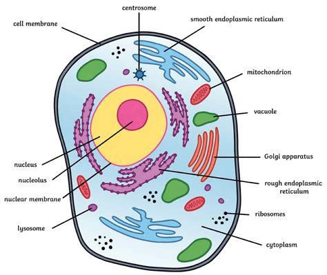 Animal Cell Nuclear Membrane Function : The Cell 4 The Nucleus Nuclear ...