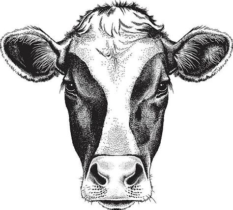 Image result for cow head clipart | Cow illustration, Cow tattoo, Cow face