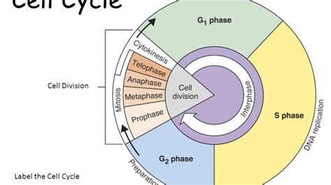 Phases of Cell cycle - Online Biology Notes