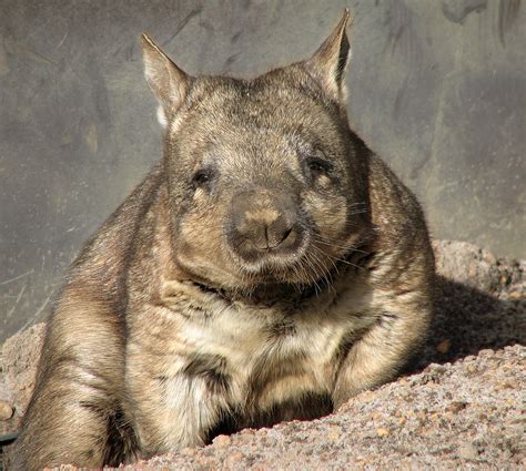 Wombat | Animal Wildlife