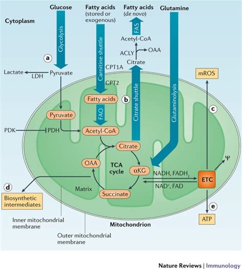 Mitochondrial control of immunity: beyond ATP | Nature Reviews Immunology